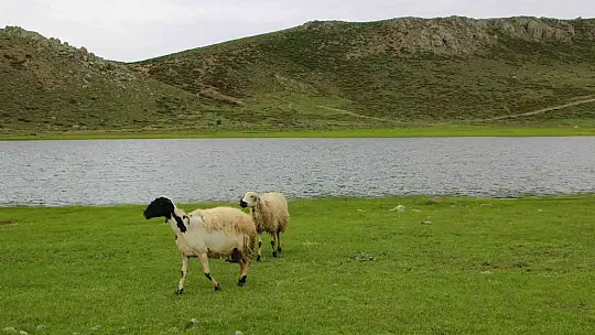 Kuruyan Bervi Gölü yağışlarla yeniden canlandı