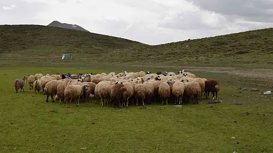 Kuruyan Bervi Gölü yağışlarla yeniden canlandı