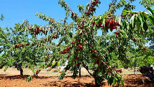 Medeniyetler beşiği 5 bin yıllık Harput'ta erken kiraz hasadı