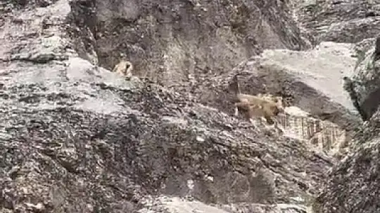 Nesli tükenme tehlikesi altındaki dağ keçileri Palu Kalesi'nde görüntülendi