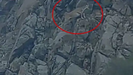 Nesli tükenme tehlikesi altındaki tırmanma uzmanı dağ keçileri Elazığ'da görüntülendi