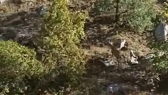 Nesli tükenme tehlikesi altında bulunan dağ keçileri Maden'de görüntülendi