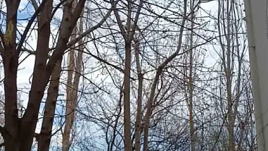 Saksağan ağaçtaki kediyi gagasıyla vurarak düşürmeye çalıştı