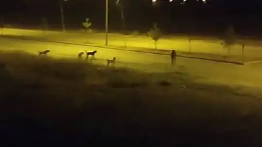Sokak köpekleri sahipsiz ata saldırdı