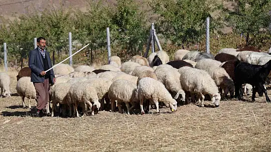 Sürü sahipleri aylık 70 bin artı 30 GB internete çalıştıracak çoban bulamıyor