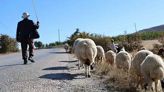 Sürü sahipleri aylık 70 bin artı 30 GB internete çalıştıracak çoban bulamıyor