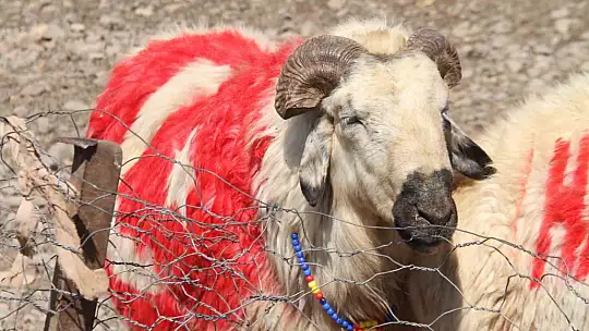 Süslenen koçlar, koyunların arasına bırakıldı