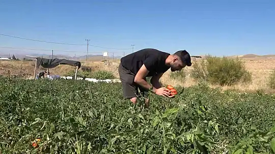 Tarlasını yine vatandaşa açtı, marketin yarı fiyatına satışa başladı