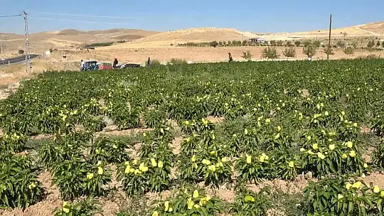 Tarlasını yine vatandaşa açtı, marketin yarı fiyatına satışa başladı