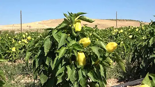 Tarlasını yine vatandaşa açtı, marketin yarı fiyatına satışa başladı