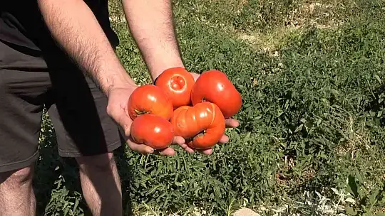 Tarlasını yine vatandaşa açtı, marketin yarı fiyatına satışa başladı