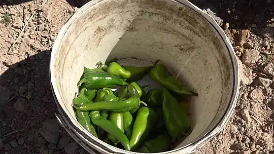 Tarlasını yine vatandaşa açtı, marketin yarı fiyatına satışa başladı