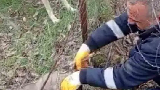 Tel örgüsüne sıkışan yavru köpeği İl Özel İdare ekipleri kurtardı