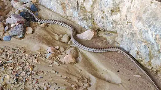 Uydudan haritaları incelerken 3 milyon yıllık kanyon keşfettiler