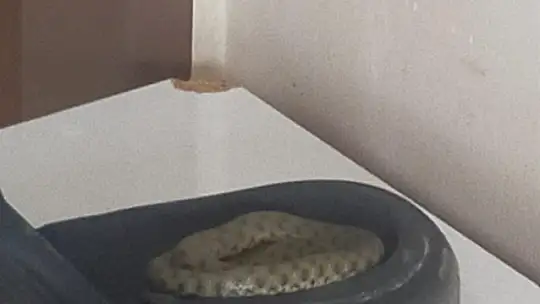 Uzmanı uyardı: Yılanlar sıcaklardan dolayı serinlemek için apartmanları tercih ediyor