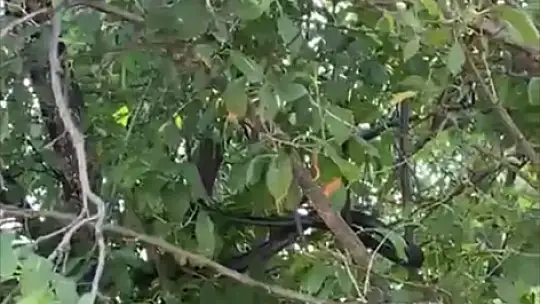Uzmanlar uyardı: 'Depremlerden dolayı yılanların yerleşim alanları bozuldu'