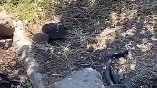 Uzmanlar uyardı: 'Depremlerden dolayı yılanların yerleşim alanları bozuldu'