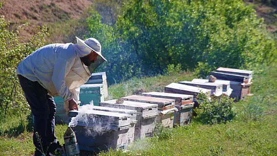 Yağışlar arıcıları da sevindirdi, rekoltede yükseliş bekleniyor