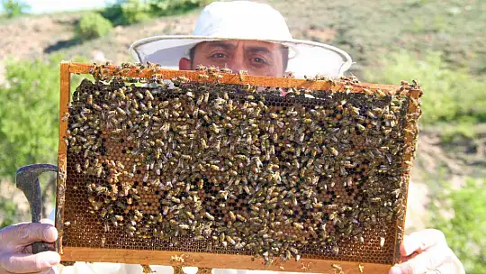 Yağışlar arıcıları da sevindirdi, rekoltede yükseliş bekleniyor