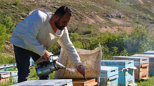 Yağışlar arıcıları da sevindirdi, rekoltede yükseliş bekleniyor