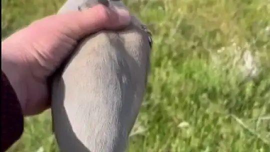 Yaralı bulduğu kekliğin tedavisini yaptıktan sonra doğaya saldı