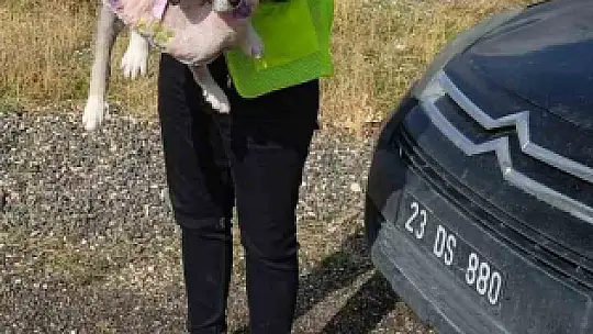 Yaralı halde bulunan yavru köpek tedavi altına alındı