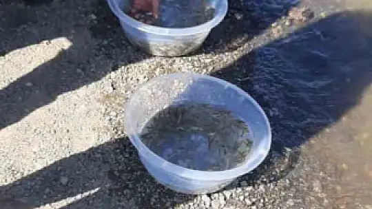 Yavru siraz balıkları baraj gölüne bırakıldı