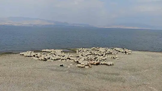 Yaylacıların sahil kenarındaki molası belgeselleri aratmadı