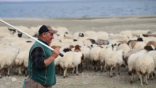 Yaylacıların sahil kenarındaki molası belgeselleri aratmadı