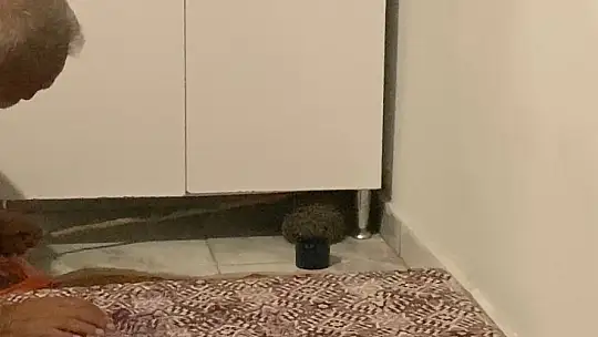 Yolunu kaybedip eve giren kirpi, tekrar doğaya bırakıldı