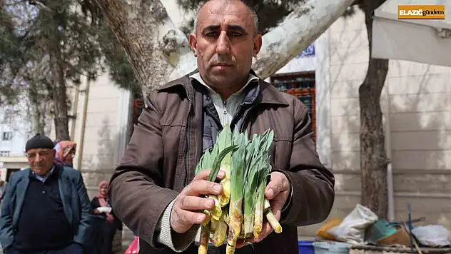Doğal antibiyotik 'çiriş otu' tezgahlarda yerini aldı