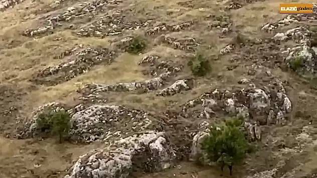 Elazığ'da dağ keçileri sürü halinde görüntülendi