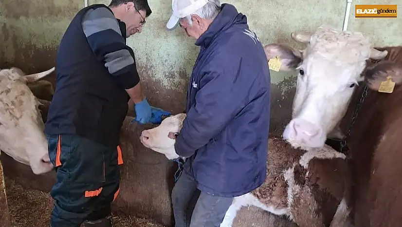 Elazığ'da aşı ve küpeleme çalışması