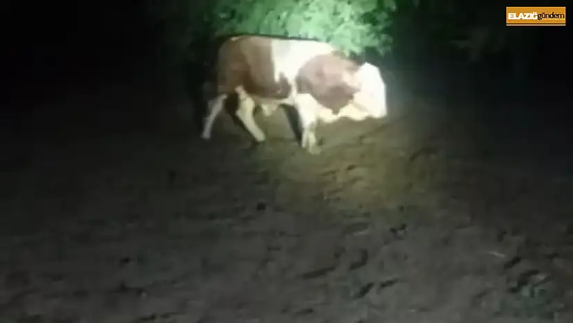 Elazığ'da kaçan boğayı belediye ekipleri yakaladı