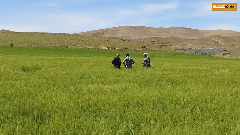 Elazığ'da süne sürvey çalışmaları başladı