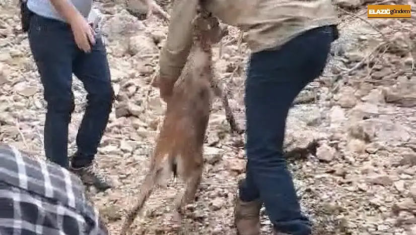 Kayalıklarda mahsur kalıp suya atlayan yavru dağ keçisi kurtarıldı