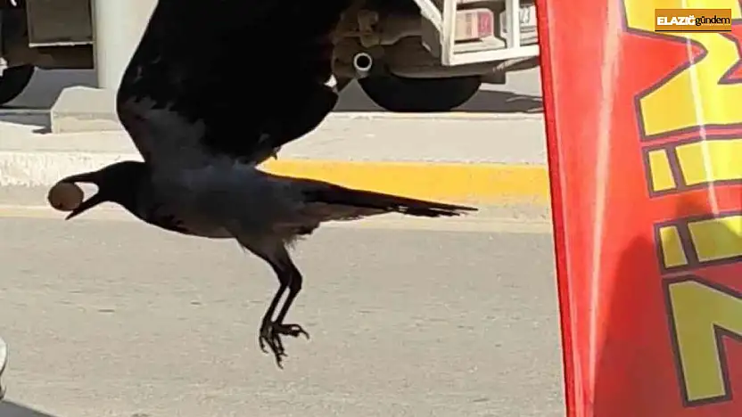 Ceviz çalan karga kameralara yakalandı