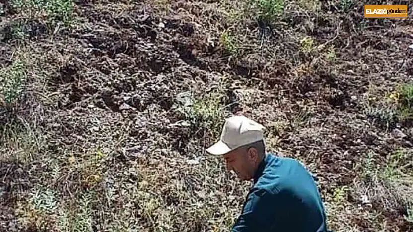Elazığ'da ada çayı izleme çalışması yapıldı