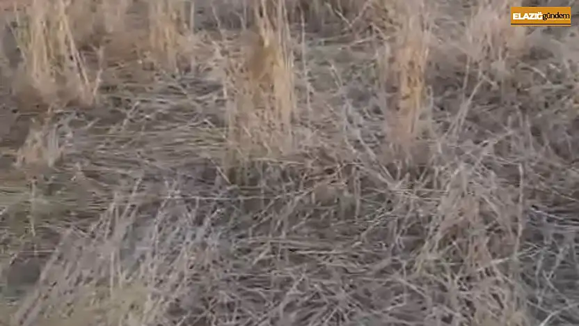 Elazığ'da araziler yaban domuzlarının istilasına uğradı