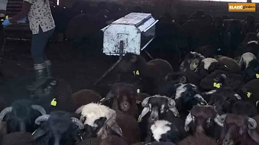Elazığ'da aşılama ve küpeleme çalışmaları sürüyor