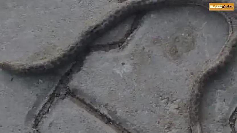Elazığ'da çift başlı yılan tedirgin etti
