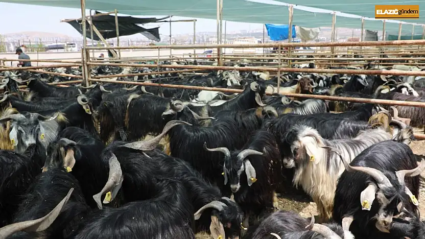 Elazığ'da kurban kesim alanları açıklandı