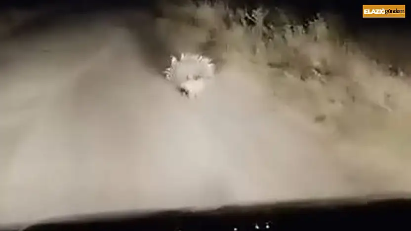 Elazığ'da nesli tükenme tehlikesi altında olan oklu kirpi görüntülendi