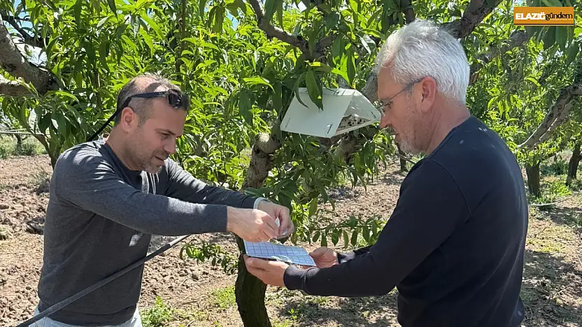 Elazığ'da şeftali güvesine karşı feromon tuzak