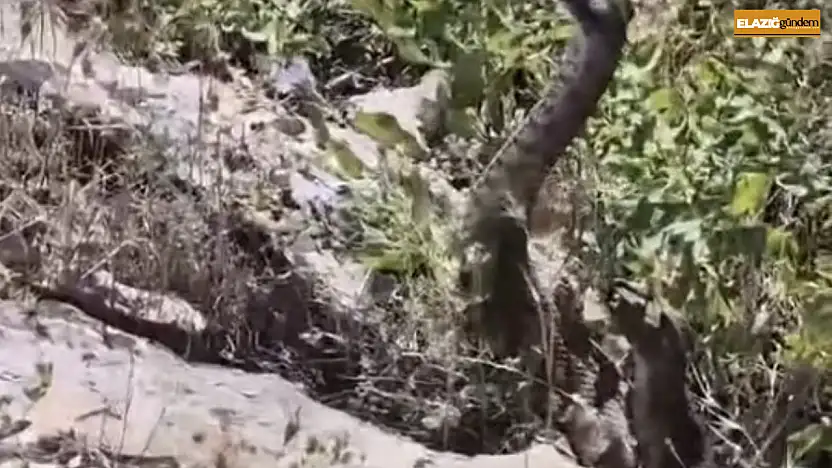 Kamerayla görüntülediği yılanın saldırısına uğradı