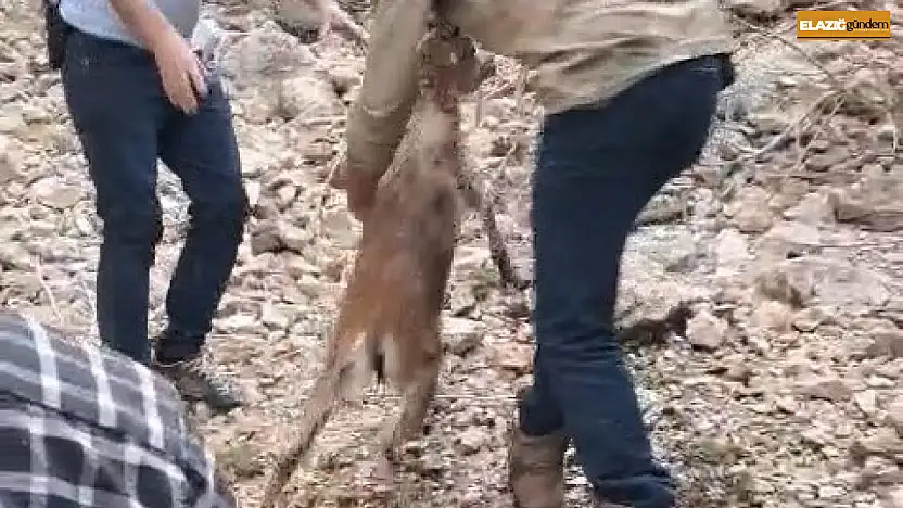 Kayalıklarda mahsur kalıp suya atlayan yavru dağ keçisi kurtarıldı